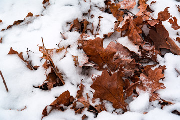 oak autumn leaves on white snow