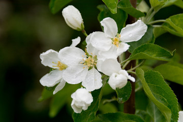 Fototapeta na wymiar Apple flowers