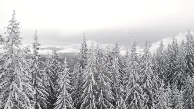 Drone flying close to pine trees tops revealing  snow covered mountain summit. Aerial view of winter valley