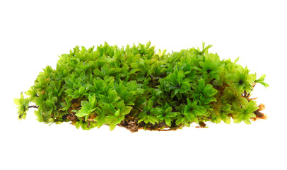 Green moss isolated on white background