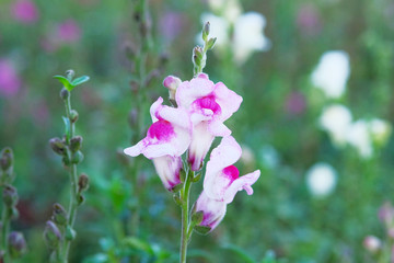 Antirrhinum majus dragon flower in garden. Purple white flower in bloom on blurred green...