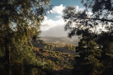 beautiful landscape with forest and mountains on gran canaria island