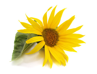 Sunflower flower with leaf.