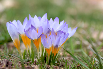 Crocus Flowers In Spring