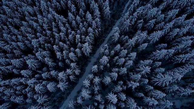 Drone flying above dark pine forest revealing winter mountain landscapes. Aerial view of snow covered valley