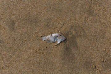 shell on the beach