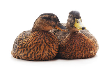 Large wild ducks.