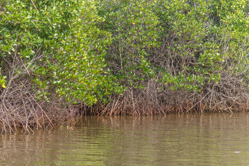 lake in the forest