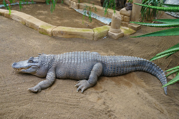 Crocodile sleepping in the sun
