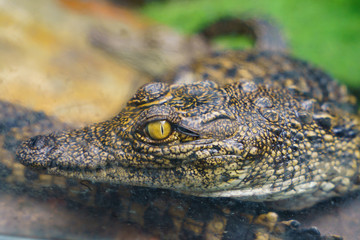Crocodile's eye watches passing people. image with defocused background.