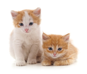 Obraz premium Two red cats.