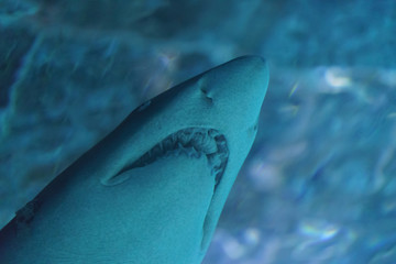 Naklejka premium Image of a shark's head and its dangerous teeth