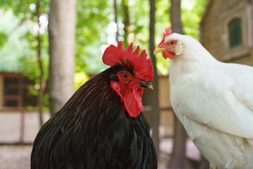 Chicken family - black rooster and white hen