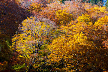 紅葉の白山白川郷ホワイトロード