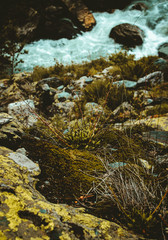 Caucasus