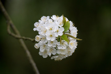 wilde Kirschblüte