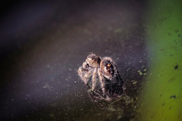 Tiny Spider Friend on Windshield