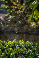 Dicke Spinne im Netz