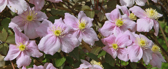 Clematis montana