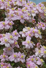 Fototapeta premium Clematis montana