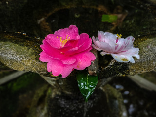 orchiedea