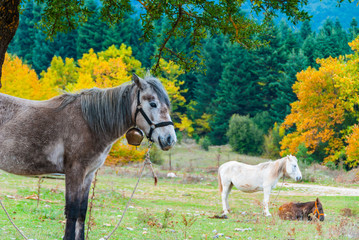 A grey, a white and a brown horse are grazing in the countryside