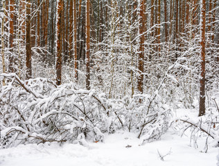 Winter forest. Small trees bent under the snow. Big trees stand in the snow