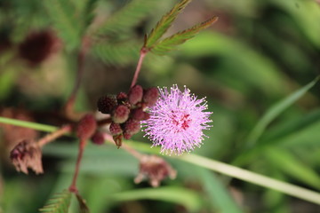 pink flower
