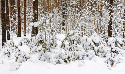 Winter forest. Small trees bent under the snow. Big trees stand in the snow