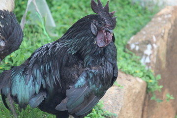 Black Hen
