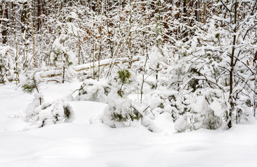 Winter forest. Small trees bent under the snow. Big trees stand in the snow