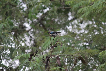 kingfisher on a branch
