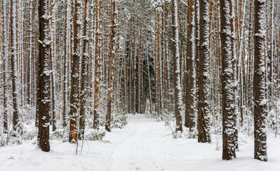 Winter forest. Small trees bent under the snow. Big trees stand in the snow