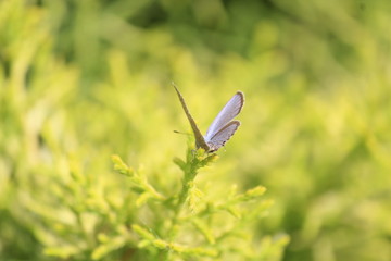 butterfly on grass