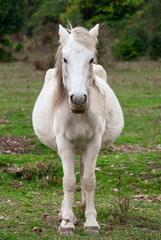 Portrait of a pregnant white horse in the countryside