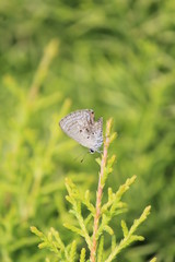 butterfly on stem