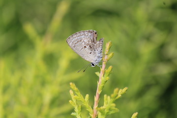butterfly on stem