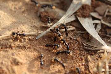 Group of ants