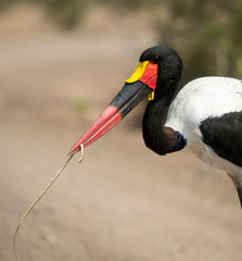 jabiru d'afrique, serpent, ephippiorhynchus senegalensis