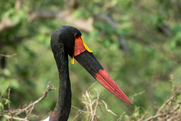 jabiru d'afrique, ephippiorhynchus senegalensis