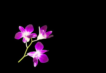 purple orchids isolated on black background