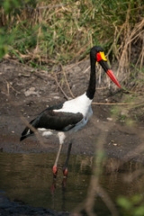 jabiru d'afrique, ephippiorhynchus senegalensis