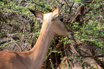 Impala, Aepyceros melampus, Afrique du Sud