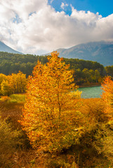 Fototapeta premium Picturesque autumn landscape with a yellow tree near lake Doxa in Peloponnese, Greece