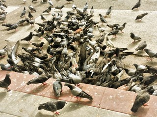 Crowd of pigeon on the walking street.pigeons spread diseases.Pigeons carry a surprising number of pathogens that spread diseases — more than 60 varieties.How do pigeons spread disease?Pigeons transmi