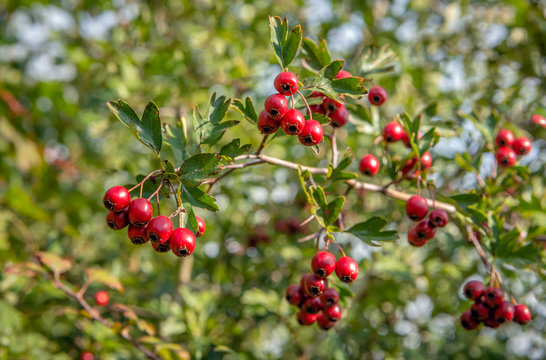 Ripe red berries on the branch of a hawthorn tree