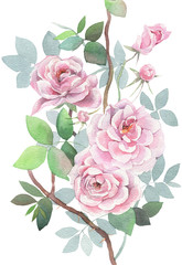 Hand painted watercolor. Wild roses on white background.