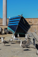 essouira, maroko, afryka, niebieski łodki © Urszula