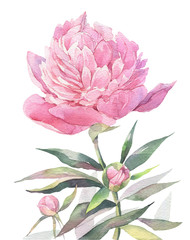 Hand painted watercolor art illustration. Pink peony. 
