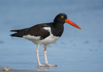 American Oystercatcher